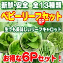 ☆葉物 野菜 セット☆ベビーリーフ選べる6袋【サラダ野菜】【サラダセット】【水耕栽培】【水菜】【ピリカラナ】【レットピリカラナ】【チコリー】【スイスチャード】【ピノグリーン】【グリーンケール】【グリーンマスタード】【レットマスタード】【レットケール】