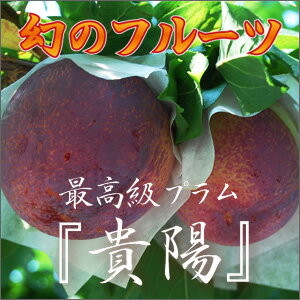 幻のフルーツ最高級プラム【貴陽。】【ギネス認定！】【山梨県のすもも】期間限定・数量限定、すもも発祥の地にて第一人者が厳選！希少なプラム【TV紹介フルーツパラダイス】【お中元】【残暑見舞い】【送料無料】【南アルプス落合地区】【楽ギフ_のし宛書】/グルメショップ“感動フルーツに出会う瞬間”完熟フルーツマスターふかさわのうえんのプラム「貴陽」スモモ発祥の地山梨県。落合地区から“本物”の貴陽を全国に発送致します。