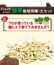 【送料無料】【良質な種】【厳選専用土】【詰めたて新鮮】猫草専...
