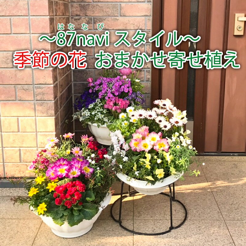 【母の日】【誕生日】ボリュームあるLサイズ 季節の花 おまかせ デザイナー 寄せ植え 「87naviブランド」 ギフト プレゼント 自宅 玄関 入門 初心者可 鉢花 鉢植え 花苗 ベランダ アレンジメント フラワー 喜ばれる 良苗セット お祝い 春 初夏 5月 6月 贈答