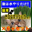 【産地直送】【本州送料無料】製造直販激安!!後は水だけ「猫草...