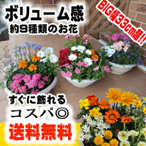 【送料無料※東北〜関西のみ】【初夏を彩る】季節の花デザイナー寄せ植え「87naviブランド」敬老の日 誕生日 初心者可 入門可 鉢花 夏 アレンジメント ギフトに喜ばれる　良苗セット お祝い　初秋　9月10月 【楽フ_包装】