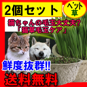 【毛玉ケア】【本州送料無料】【産地直送】長さが選べるネコ草!...
