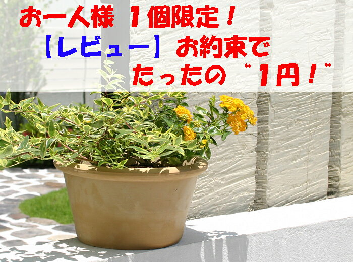 【限定50個　レビューを書くだけで1円！】　植木鉢　カリーナ　13cm　スペイン製テラコッタ　※お一人様1点限り　10P17Aug12