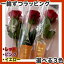 バラ激安の1本216円(1本ずつラッピング付き)