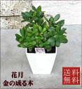 観葉植物 花月 【金のなる木】4.5号 【開店祝い】【新築祝い】【誕生日】