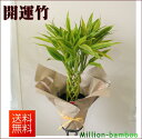観葉植物 ミリオンバンブー 6号 選べる観葉植物【父の日】【開店祝い】【新築祝い】【誕生日】【退職祝い】【あす楽】