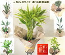 観葉植物 ミリオンバンブー 幸福の木 パキラ ユッカ ガジュマル サンスベリア ストレチア 6号 選べる観葉植物【開店祝い】【新築祝い】【誕生日】【退職祝い】【あす楽】