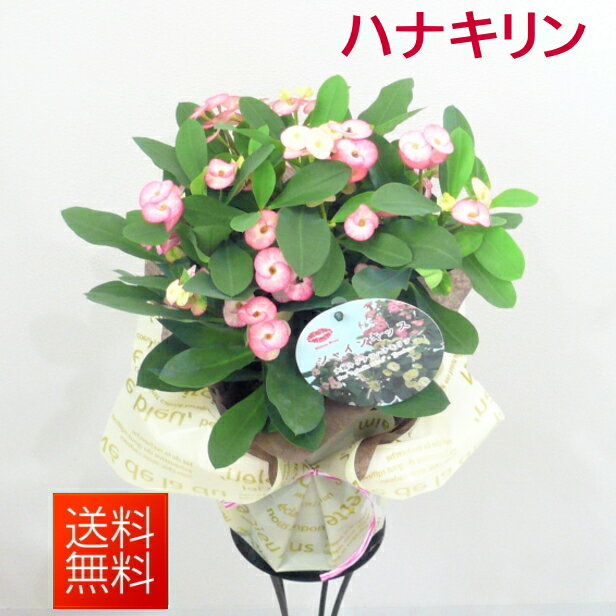 季節の鉢花　ハナキリン 鉢花　敬老の日にもお勧め