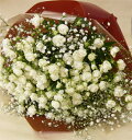 バラの花束/ウィット＆カスミ草