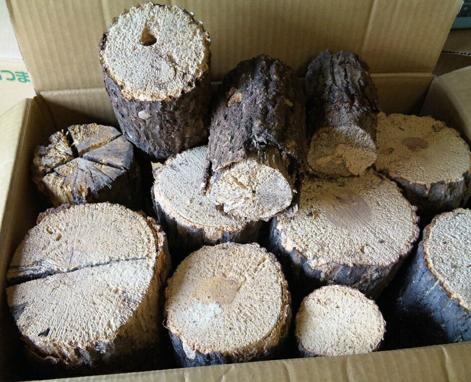クヌギ産卵木　C規格品（約20〜40本）×1箱（数量限定）クヌギ産卵材　C規格品