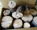 クヌギ産卵木　C規格品（約20〜40本）×1箱（数量限定）