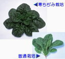 ちぢみほうれん草種子 渡辺採種場 朝霧 1L