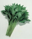 【モロヘイヤ種子】モロヘイヤ 小袋 (タキイ種苗)【野菜の種】