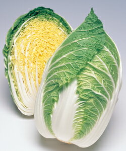 【キムチ用白菜種子】オモニ75　（タキイ種苗） ペレット種子100粒