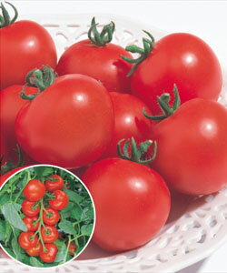 【中玉トマト種子】ルイ60　1000粒（タキイ種苗）栽培容易な中玉トマト！60gで果ぞろい抜群！