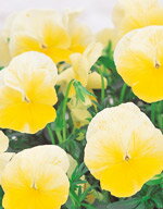 【パンジー】　【中小輪系】　よく咲くスミレ レモネード　500粒（プライマックス種子）　（サカタのタネ）