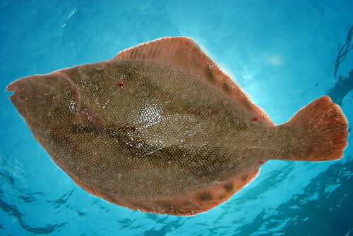 幻の鰈「活」松川（オウチョウ）　活魚！　鰈　800g　函館直送　お刺身最高 　 　   　　遊廊亭　北海道直送　　【2sp_120810_green】05P17Aug12