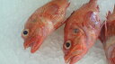 西日本の方は死ぬまでイッペン食べてみ!ノドグロに負けず劣らず北海道一旨い「一本釣りキンキ」【大サイズ】1本のまま!お刺身に!450g前後 【smtb-TK】【smtb-tk】【楽ギフ_包装】【楽ギフ_のし】 【楽ギフ_のし宛書】 【RCP】10P03Sep16
