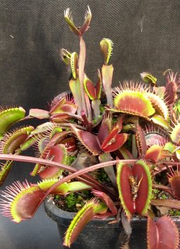 【食虫植物】Venus Fl Traps Giant All Red 種子　||直輸入||　　遊廊亭　北海道直送　yマスキプラ　ハエトリ草　【2sp_120810_green】05P17Aug12