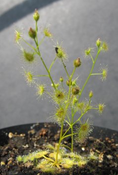 【食虫植物】Drosera foliosa 種子　||直輸入||　　遊廊亭　北海道直送　y　【2sp_120810_green】 05P17Aug12