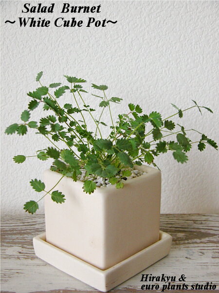 ☆English Garden Variety☆★蔵王直送!!新鮮ハーブ★Salad Burnet/White cube Potサラダバーネット・ホワイトキューブアレンジインテリア観葉植物/ギフト/記念日【ハーブシリーズ4点以上で送料無料】