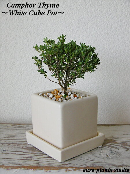 ☆English Garden Variety☆★蔵王直送!!新鮮ハーブ★Camphor Thyme/White cube modern Potカンファータイムホワイトキューブポットインテリア/観葉植物/キッチン/料理アロマ/ギフト/記念日【ハーブシリーズ4点以上で送料無料!!】