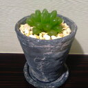 【10%OFFクーポン付】ハオルチア オブツーサ トルンカータナチュラルブラックポット多肉植物 サボテン インテリア ハオルティア