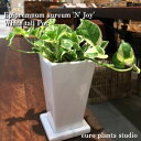 【送料無料】 ポトス エンジョイ 観葉植物 鉢植え 高さ20...