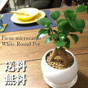 【送料無料】 秋から育てるインテリア。幸福の精霊の宿る木、ガジュマルと暮らす。 観葉植物 鉢植え ホワイト 白丸 陶器 サークルポット 陶器鉢 受け皿付き【多幸の木 ガジュマルの木 観葉植物 多幸の木 デスク ギフト お祝い おしゃれ スーパーセール 目玉商品 】