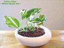 POTHOS.N’JOY/ポトス.エンジョイ/ellipse pot/ハイドロカルチャーインテリア/観葉植物/鉢植えギフト/記念日/誕生日【7,000円以上で送料無料＆選べるプレゼント】