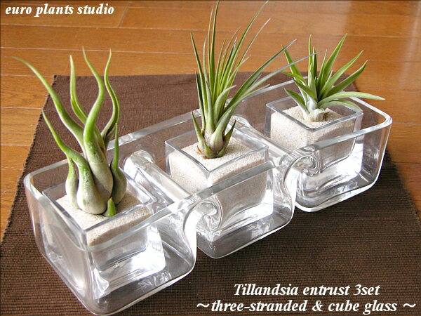 Tillandsia Special！エアープランツお任せ3点セット3連ボックス＆キューブグラス観葉植物/ギフト/記念日/誕生日【7,000円以上で送料無料&選べるプレゼント】