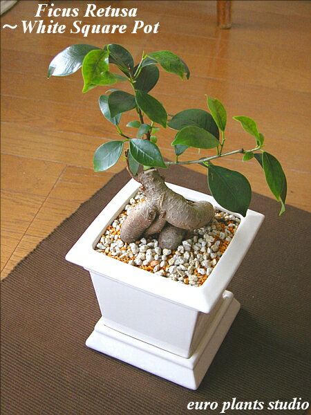 νɤڡĥץ󡪵ΥƫȭŪʼդνɤڡFicus Retusaޥ롿ۥ磻ȥ ݥåȥƥꥢտʪեȡǰ5,000߰ʾ̵!ۡ7,000߰ʾǤˡ٤ץ쥼ȡۡڳڥ_ۡڳڥ_åϡ