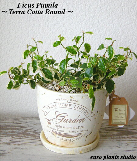 䤫äİ!ѱѴ!!ǯڤդϲ֤ˤȤ˰ȭ^^Ficus pumilaTerra Cotta Roundեץߥ顿ƥ饳å饦ɥƥꥢտʪեȡǰ5,000߰ʾ̵!ۡ7,000߰ʾǤ٤ץ쥼ȡۡڳڥ_ۡڳڥ_åϡ