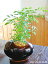 【送料無料】 観葉植物 おしゃれ シマトネリコ 鉢植え インテリア 室内 ブラウンエッグポット (植物工房ユーロプランツスタジオ)