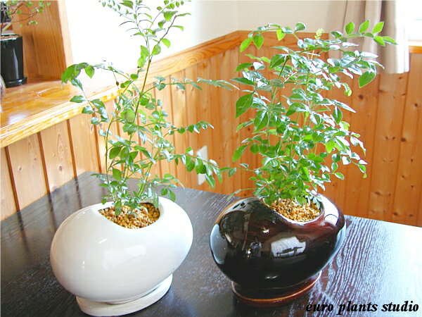 Fraxinus griffithii☆シマトネリコEgg Pot 2set★エッグポット 2setインテリア/観葉植物/鉢植えギフト/記念日/誕生日【7,000円以上で送料無料＆選べるプレゼント】【楽ギフ_包装】【楽ギフ_メッセ入力】艶やかな葉と背高いがインテリア性抜群で大人気♪空気正常効果も抜群です！