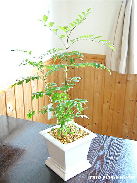 シマトネリコ鉢植え 観葉植物 インテリア 室内 ホワイトスクエアポットギフト/記念日/誕生…...:auc-eps:10001035