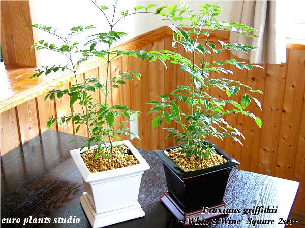 Fraxinus griffithii☆シマトネリコSquare Pot 2set★スクエアポット 2セットインテリア/観葉植物/鉢植えギフト/記念日/誕生日【7,000円以上で送料無料＆選べるプレゼント】【楽ギフ_包装】【楽ギフ_メッセ入力】艶やかな葉と背高いがインテリア性抜群で大人気♪空気正常効果も抜群です！