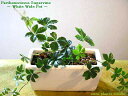 シュガーバイン/ホワイト ワイド/観葉植物/ハイド