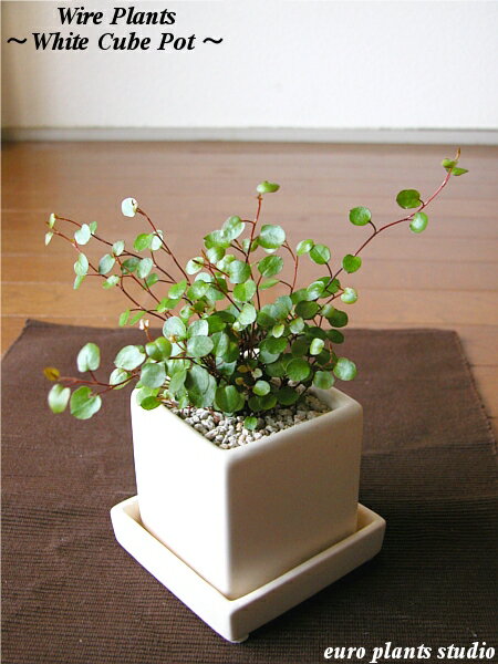 Wire Plants/White Cube Potワイヤープランツ/ホワイトキューブポットインテリア/観葉植物ギフト/記念日/誕生日【7,000円以上で送料無料＆選べるプレゼント】