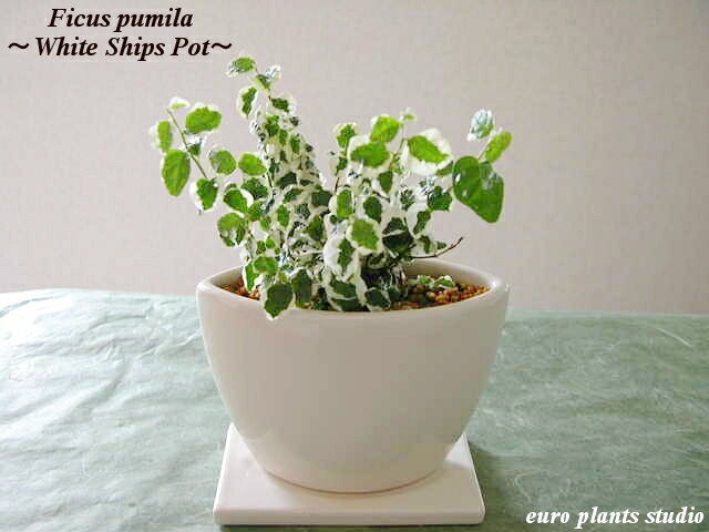 䤫äİ!ѱѴ!!ǯڤդϲ֤ˤȤ˰ȭ^^Ficus pumilaWhite Ships Potեץߥ顿ۥ磻ȥåץݥåȥƥꥢտʪեȡǰ5,000߰ʾ̵!ۡ7,000߰ʾǤ٤ץ쥼ȡۡڳڥ_ۡڳڥ_åϡ