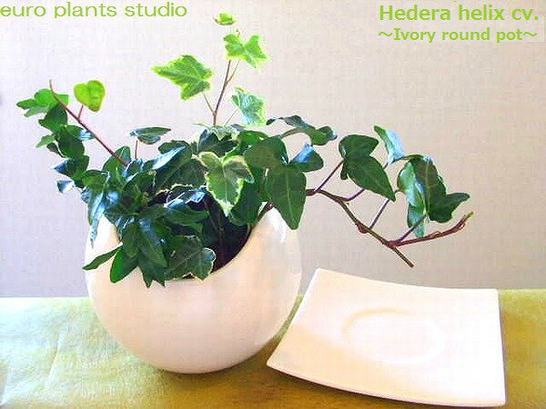 Hedera helix.cv3種混植へデラ/グリーン＆ホワイト ホワイトシャインポットインテリア/観葉植物/鉢植えギフト/記念日/誕生日【7,000円以上で送料無料＆選べるプレゼント】【楽ギフ_包装】【楽ギフ_メッセ入力】美艶3品種ヘデラの混植!シンプル＆モダン!スタイリッシュアレンジ♪混植が織り成す、上品コントラスト!