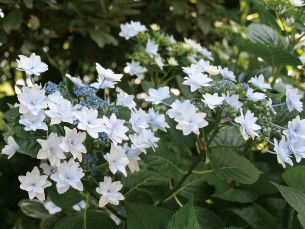 アジサイ(紫陽花)スミダハナビ（墨田の花火） 八重咲き 四季咲性 植木 庭木 苗木