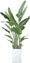 オーガスタ 観葉植物 陶器鉢 プランター・皿付き 1.2×1.0（10号） 日なた 常緑多年草