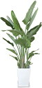 オーガスタ 観葉植物 陶器鉢 プランター・皿付き 1.7×1.0(10号) 日なた 常緑多年草