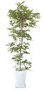 シマトネリコ 観葉植物 陶器鉢 プランター・皿付き 1.2×0.5(8号) 日なた 半落葉高木