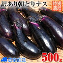 ご注文後に収穫!訳あり特別栽培秋ナス ”朝どり特産秋なす”5...