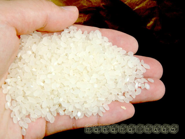 【送料無料】23年産コシヒカリ『たねもみ保存米』農家直送30k玄米