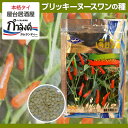 クロネコDM便ご利用で送料無料!!プリッキーヌー・スワン(タイ激辛唐辛子・青唐辛子)種