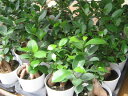 ニンジンガジュマル 3.5号 鉢植え 観葉植物 ニンジンに似た株元が面白く丈夫で育てやすい観葉植物 販売 通販 種類